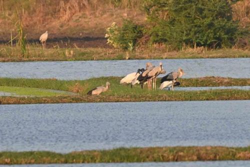 Bec-ouvert indien et Ibis à tête noire