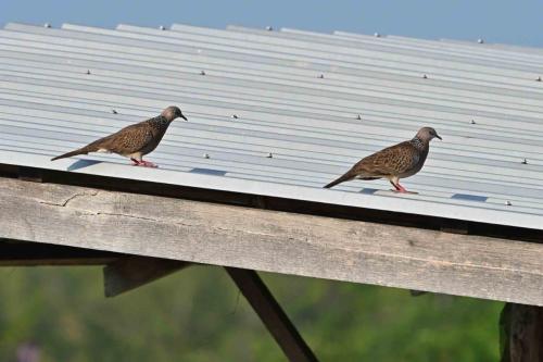 Tourterelles tigrines