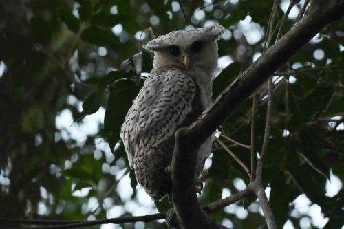 Grand-duc du Népal (Jeune)