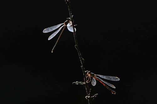 Lestes verts