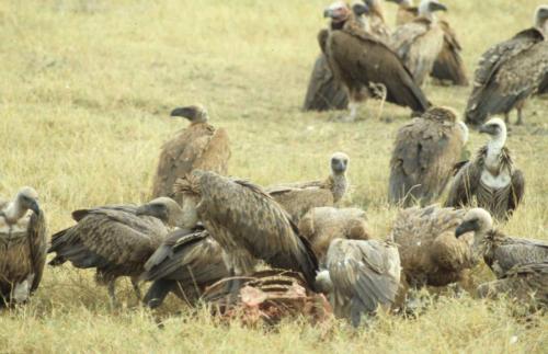 Kenya - Réserve d'Amboselli - Vautours