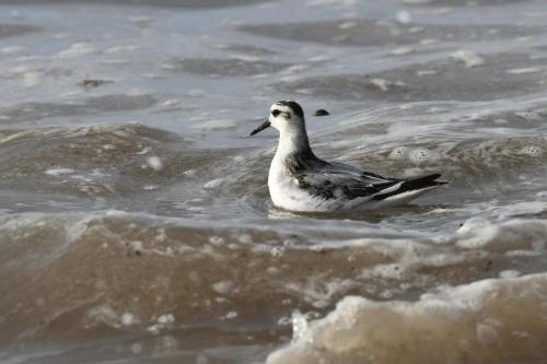 Phalarope à bec large