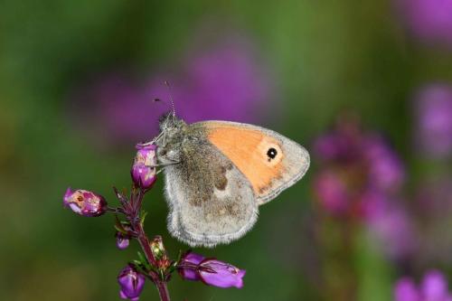 Fadet commun (Coenonympha pamphilus)