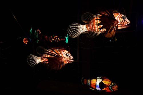 Banc de poissons