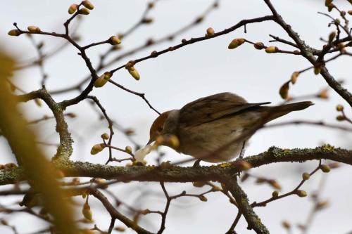 Fauvette à tête noire (femelle)