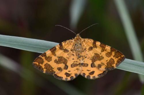 Panthère (Pseudopanthera macularia)