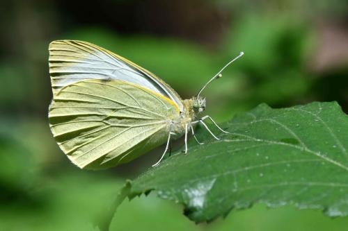 Piéride de la rave (Pieris rapae)