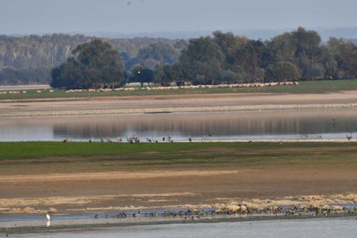 Canards, grues et moutons sur le lac