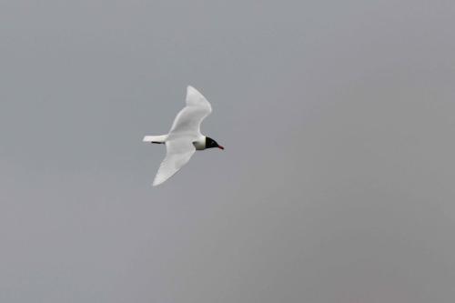 Mouette mélanocéphale
