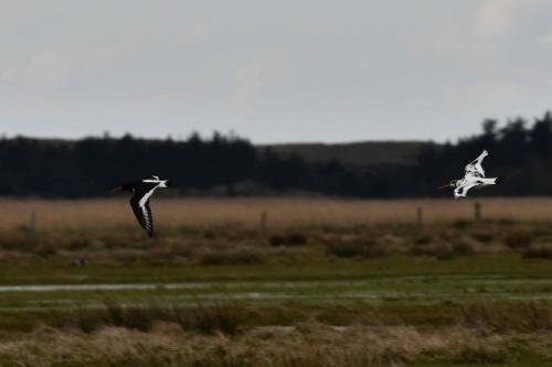 Huitriers pies, dont un avec plumage atypique.