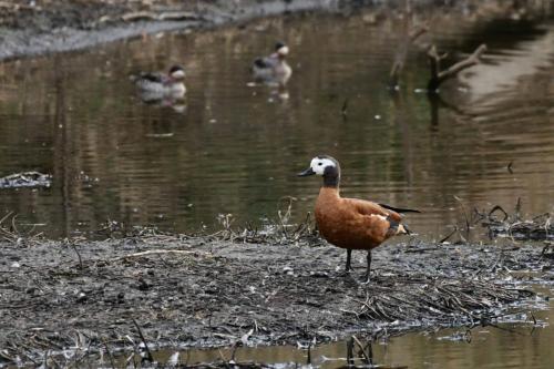 Tadorne à tête grise (femelle) et canards à bec rouge