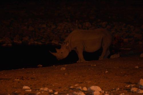 Rhinocéros blanc