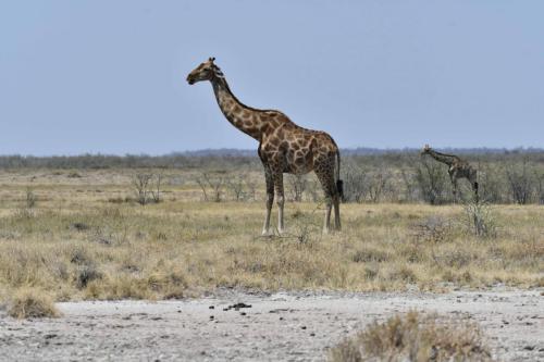 Girafes