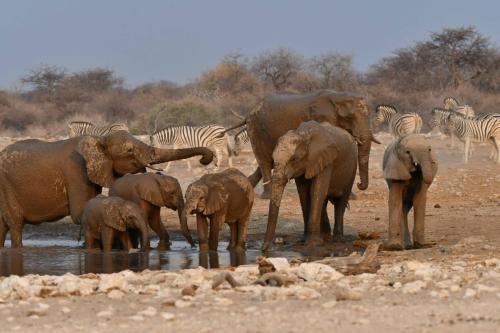 Eléphants de savane