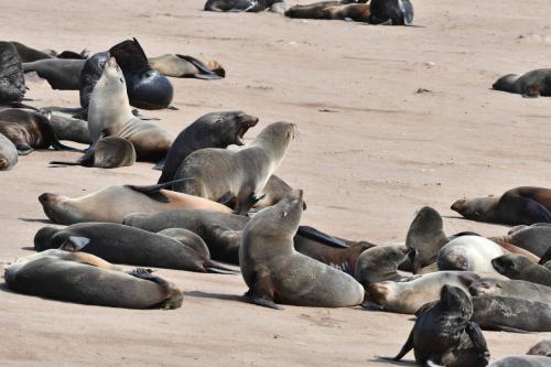 Otaries à fourrure d'Afrique du Sud