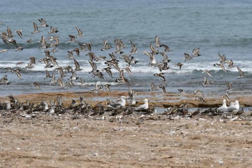 Tournepierres à collier, bécasseaux cocorlis, bécasseaux sanderlings
