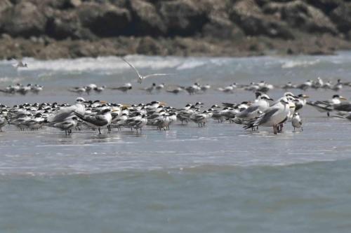 Sternes pierregarin (bec noir), voyageuses (bec orange), huppées (bec jaune), mouettes du Tibet