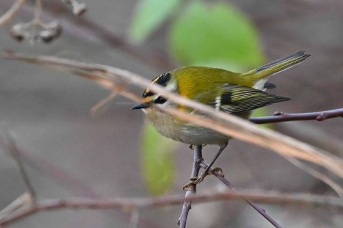 Roitelet à triple bandeau
