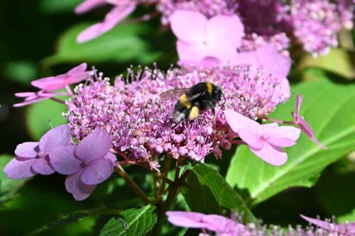 Bourdon des jardins