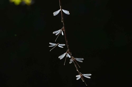 Lestes verts