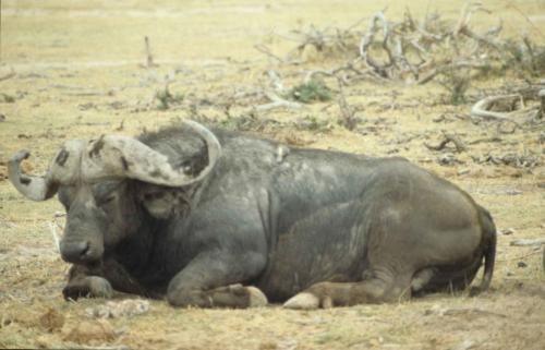 Kenya - Réserve d'Amboselli - Buffle