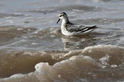 Phalarope à bec large