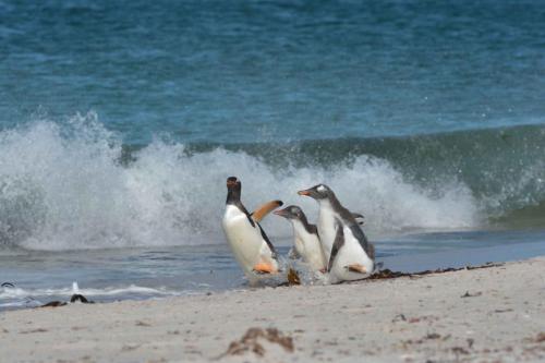 Manchots papous, les jeunes harcèlent les adultes qui reviennent de la pêche.
