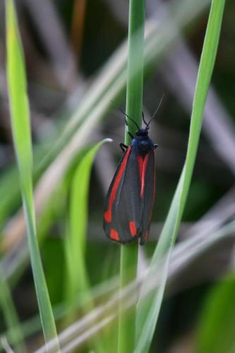Goutte de sang (Tyria jacobaeae)