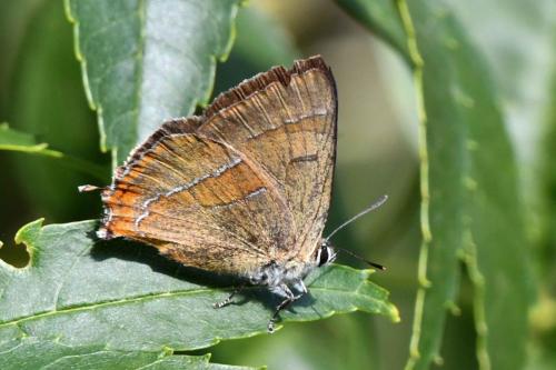 Thécla du bouleau (Thecla betulae)