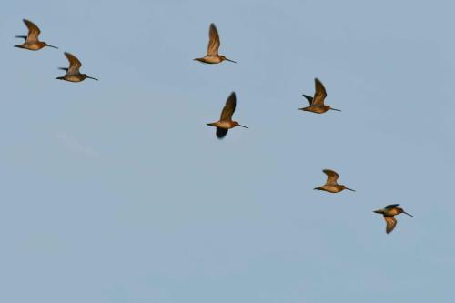 Bécassines des marais