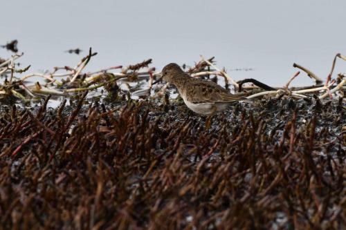 Bécasseau de Temminck