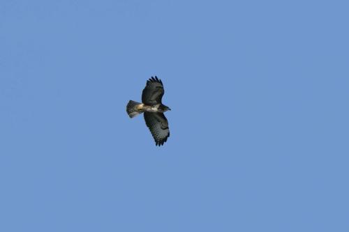 Buse variable