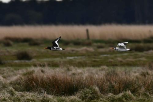 Huitriers pies, dont un avec plumage atypique.
