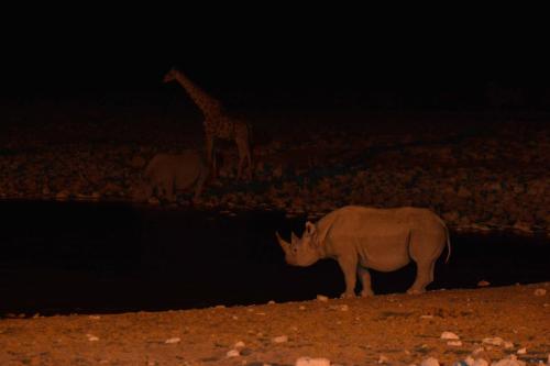 Rhinocéros blancs, girafe