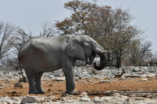 Eléphant de savane