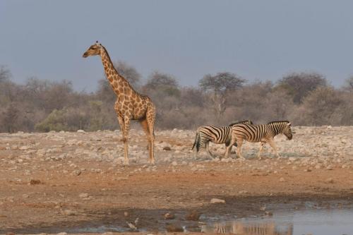 Girafe et zèbres de Burchell