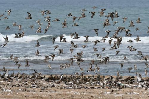 Tournepierres à collier, bécasseaux cocorlis, bécasseaux sanderlings