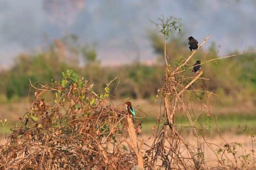 Martin-chasseur de Smyrne et Martins tristes