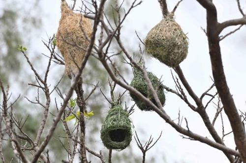 Nids de Tisserin baya