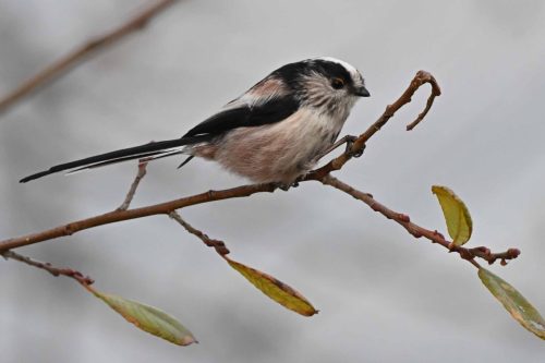 Mésange à longue queue