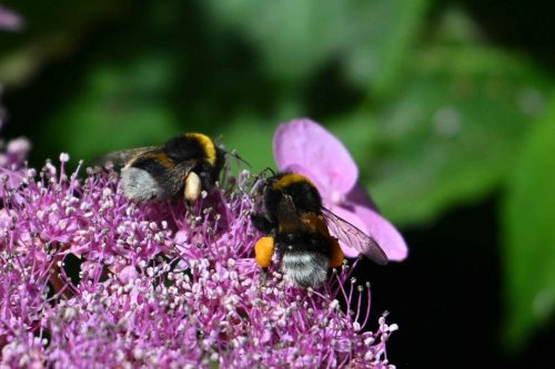 Bourdon des jardins