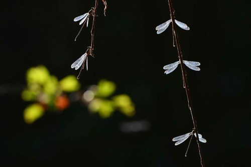 Lestes verts
