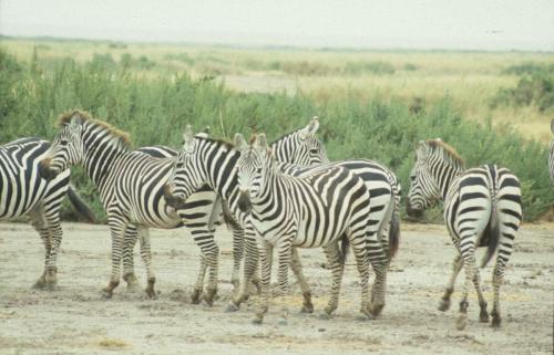 Kenya - Réserve d'Amboselli - Zèbres