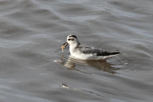 Phalarope à bec large
