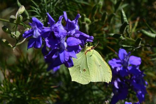 Citron (Gonepteryx rhamni)