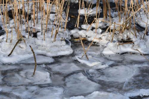 Glace étang de Saint-Quentin en Yvelines 13 février 2021