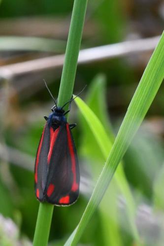Goutte de sang (Tyria jacobaeae)