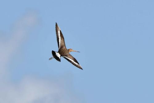 Barge à queue noire