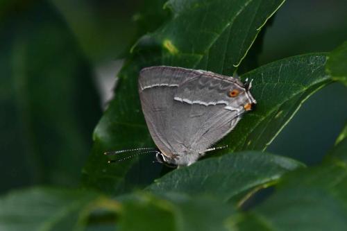 Thécla du chêne (Quercusia quercus)