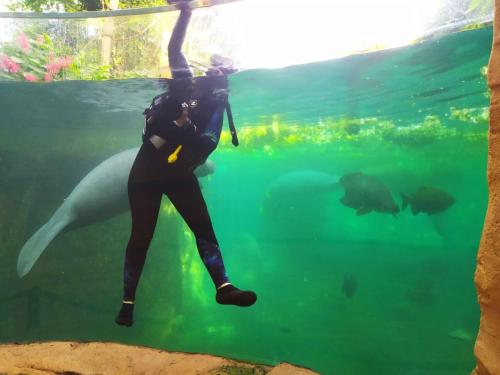 Nettoyage de la vitre du bassin des lamantins des Caraïbes